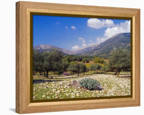 Olive Groves, Cephalonia, Ionian Islands, Greece, Europe-Jonathan Hodson-Framed Premier Image Canvas