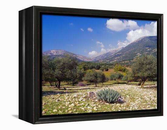 Olive Groves, Cephalonia, Ionian Islands, Greece, Europe-Jonathan Hodson-Framed Premier Image Canvas