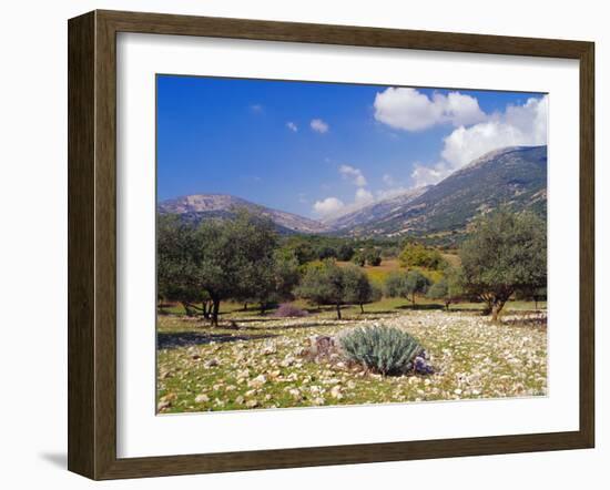 Olive Groves, Cephalonia, Ionian Islands, Greece, Europe-Jonathan Hodson-Framed Photographic Print