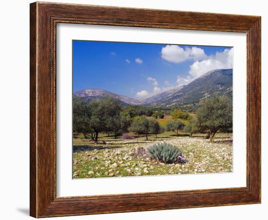 Olive Groves, Cephalonia, Ionian Islands, Greece, Europe-Jonathan Hodson-Framed Photographic Print