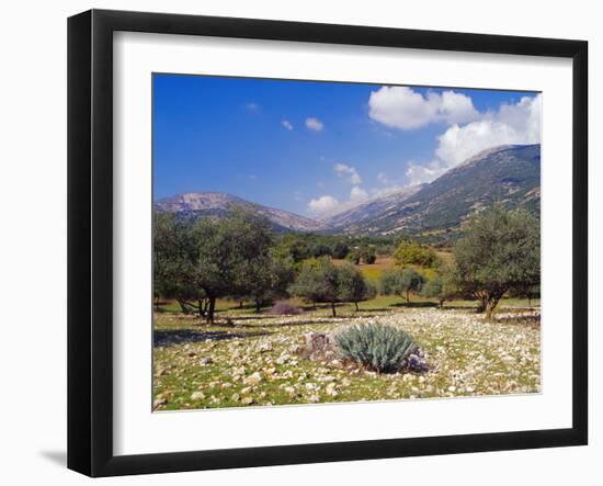 Olive Groves, Cephalonia, Ionian Islands, Greece, Europe-Jonathan Hodson-Framed Photographic Print