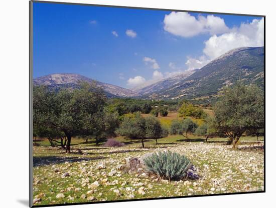 Olive Groves, Cephalonia, Ionian Islands, Greece, Europe-Jonathan Hodson-Mounted Photographic Print