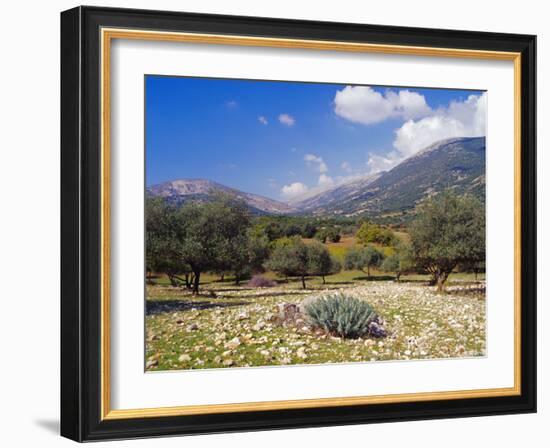 Olive Groves, Cephalonia, Ionian Islands, Greece, Europe-Jonathan Hodson-Framed Photographic Print