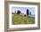 Olive Groves, Cercina, Firenze Province, Firenze, Tuscany, Italy-Nico Tondini-Framed Photographic Print