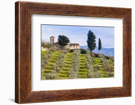 Olive Groves, Cercina, Firenze Province, Firenze, Tuscany, Italy-Nico Tondini-Framed Photographic Print