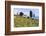 Olive Groves, Cercina, Firenze Province, Firenze, Tuscany, Italy-Nico Tondini-Framed Photographic Print