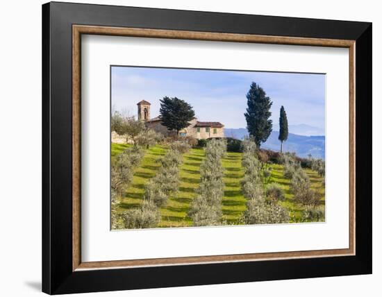 Olive Groves, Cercina, Firenze Province, Firenze, Tuscany, Italy-Nico Tondini-Framed Photographic Print