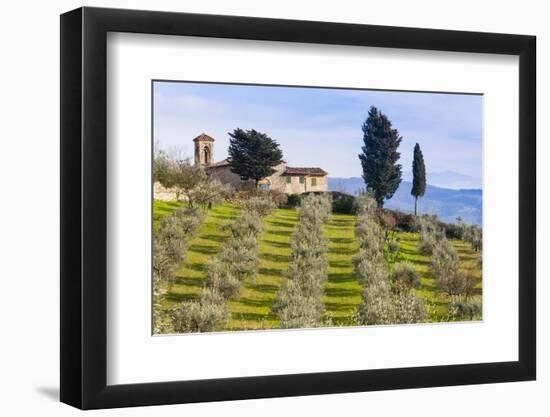 Olive Groves, Cercina, Firenze Province, Firenze, Tuscany, Italy-Nico Tondini-Framed Photographic Print