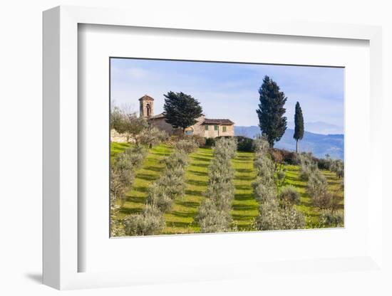 Olive Groves, Cercina, Firenze Province, Firenze, Tuscany, Italy-Nico Tondini-Framed Photographic Print