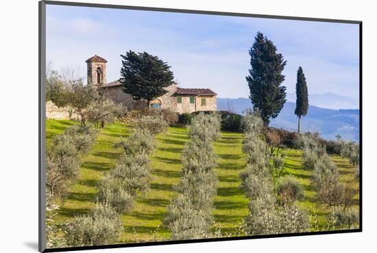 Olive Groves, Cercina, Firenze Province, Firenze, Tuscany, Italy-Nico Tondini-Mounted Photographic Print