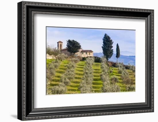 Olive Groves, Cercina, Firenze Province, Firenze, Tuscany, Italy-Nico Tondini-Framed Photographic Print