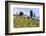 Olive Groves, Cercina, Firenze Province, Firenze, Tuscany, Italy-Nico Tondini-Framed Photographic Print