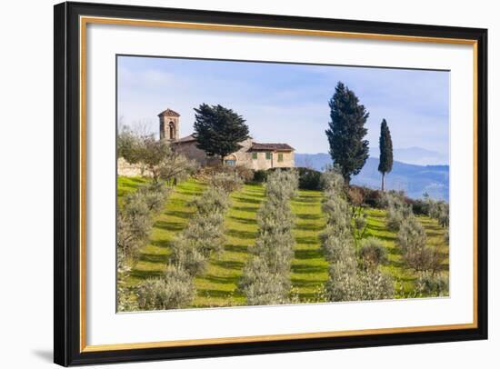 Olive Groves, Cercina, Firenze Province, Firenze, Tuscany, Italy-Nico Tondini-Framed Photographic Print