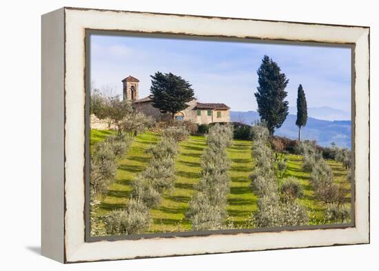 Olive Groves, Cercina, Firenze Province, Firenze, Tuscany, Italy-Nico Tondini-Framed Premier Image Canvas