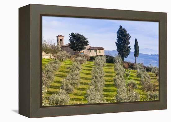 Olive Groves, Cercina, Firenze Province, Firenze, Tuscany, Italy-Nico Tondini-Framed Premier Image Canvas