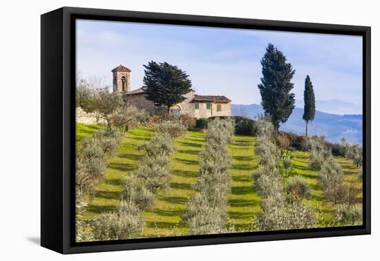 Olive Groves, Cercina, Firenze Province, Firenze, Tuscany, Italy-Nico Tondini-Framed Premier Image Canvas