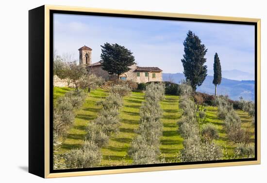Olive Groves, Cercina, Firenze Province, Firenze, Tuscany, Italy-Nico Tondini-Framed Premier Image Canvas