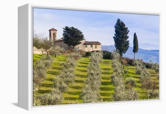 Olive Groves, Cercina, Firenze Province, Firenze, Tuscany, Italy-Nico Tondini-Framed Premier Image Canvas