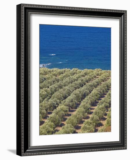 Olive Groves, Chania, Crete, Greek Islands, Greece, Europe-Sakis Papadopoulos-Framed Photographic Print