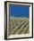 Olive Groves, Chania, Crete, Greek Islands, Greece, Europe-Sakis Papadopoulos-Framed Photographic Print