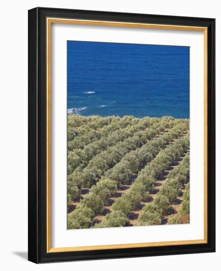 Olive Groves, Chania, Crete, Greek Islands, Greece, Europe-Sakis Papadopoulos-Framed Photographic Print