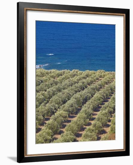Olive Groves, Chania, Crete, Greek Islands, Greece, Europe-Sakis Papadopoulos-Framed Photographic Print