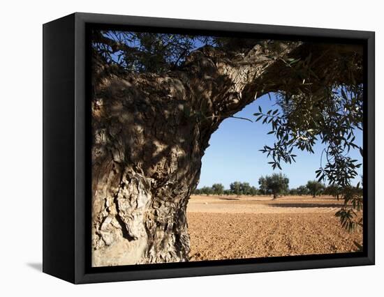 Olive Groves, Gabes, Tunisia, North Africa, Africa-Dallas & John Heaton-Framed Premier Image Canvas