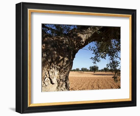 Olive Groves, Gabes, Tunisia, North Africa, Africa-Dallas & John Heaton-Framed Photographic Print