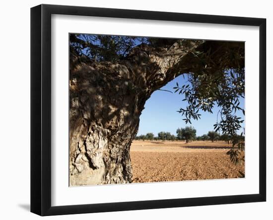 Olive Groves, Gabes, Tunisia, North Africa, Africa-Dallas & John Heaton-Framed Photographic Print