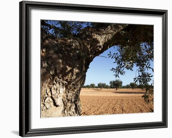 Olive Groves, Gabes, Tunisia, North Africa, Africa-Dallas & John Heaton-Framed Photographic Print