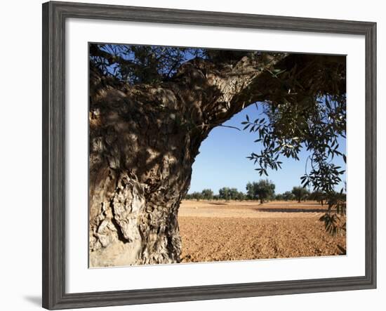 Olive Groves, Gabes, Tunisia, North Africa, Africa-Dallas & John Heaton-Framed Photographic Print