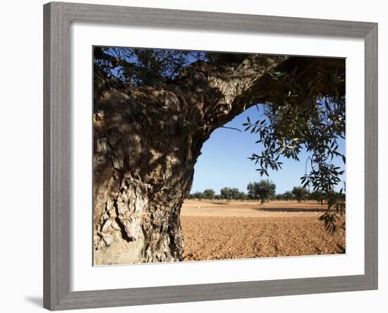 Olive Groves, Gabes, Tunisia, North Africa, Africa-Dallas & John Heaton-Framed Photographic Print