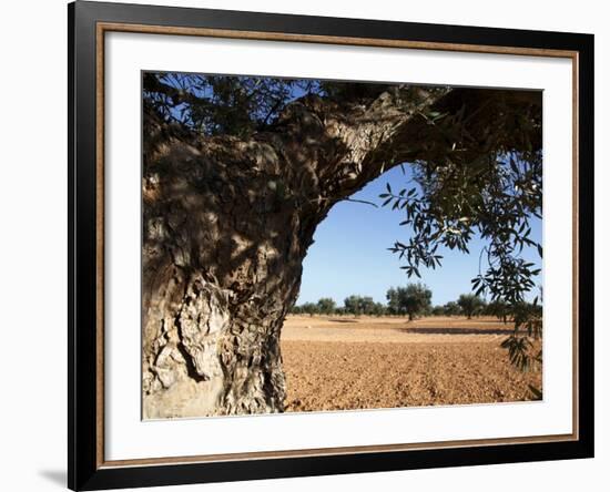 Olive Groves, Gabes, Tunisia, North Africa, Africa-Dallas & John Heaton-Framed Photographic Print