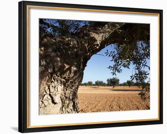 Olive Groves, Gabes, Tunisia, North Africa, Africa-Dallas & John Heaton-Framed Photographic Print