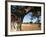 Olive Groves, Gabes, Tunisia, North Africa, Africa-Dallas & John Heaton-Framed Photographic Print