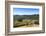 Olive Groves, Greve in Chianti, Chianti, Florence Province, Tuscany, Italy-Nico Tondini-Framed Photographic Print