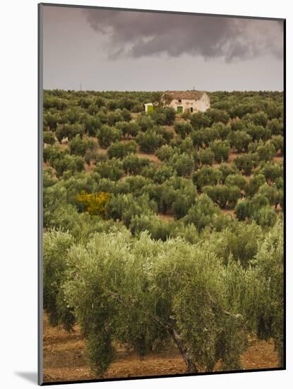 Olive Groves, Jaen, Spain-Walter Bibikow-Mounted Photographic Print