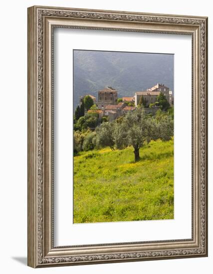 Olive Groves, Ste-Lucie De Tallano, Corsica, France-Walter Bibikow-Framed Photographic Print