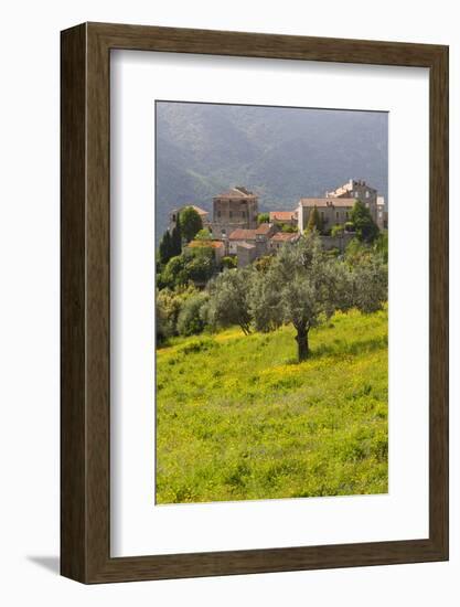 Olive Groves, Ste-Lucie De Tallano, Corsica, France-Walter Bibikow-Framed Photographic Print