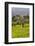 Olive Groves, Ste-Lucie De Tallano, Corsica, France-Walter Bibikow-Framed Photographic Print