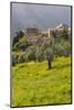 Olive Groves, Ste-Lucie De Tallano, Corsica, France-Walter Bibikow-Mounted Photographic Print