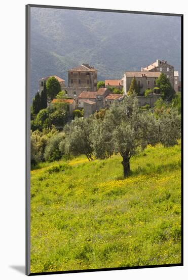 Olive Groves, Ste-Lucie De Tallano, Corsica, France-Walter Bibikow-Mounted Photographic Print