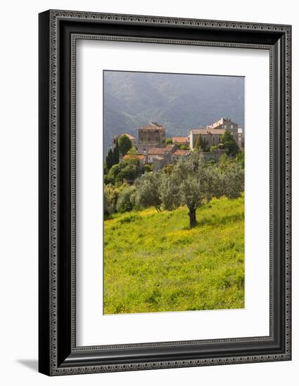 Olive Groves, Ste-Lucie De Tallano, Corsica, France-Walter Bibikow-Framed Photographic Print