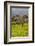 Olive Groves, Ste-Lucie De Tallano, Corsica, France-Walter Bibikow-Framed Photographic Print