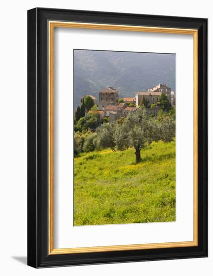 Olive Groves, Ste-Lucie De Tallano, Corsica, France-Walter Bibikow-Framed Photographic Print