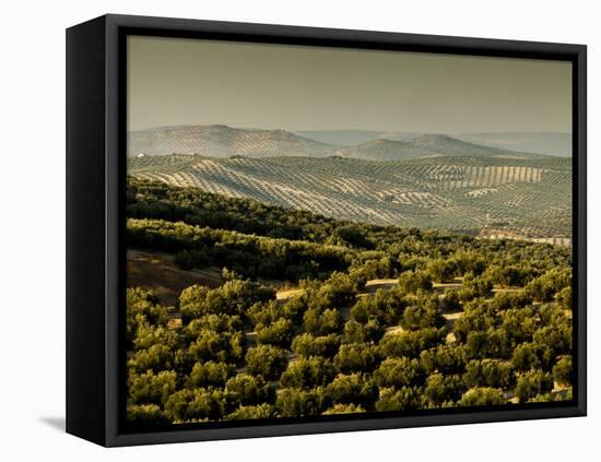 Olive Groves, Zuheros, Near Cordoba, Andalucia, Spain, Europe-Giles Bracher-Framed Premier Image Canvas