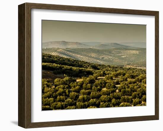 Olive Groves, Zuheros, Near Cordoba, Andalucia, Spain, Europe-Giles Bracher-Framed Photographic Print