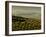 Olive Groves, Zuheros, Near Cordoba, Andalucia, Spain, Europe-Giles Bracher-Framed Photographic Print