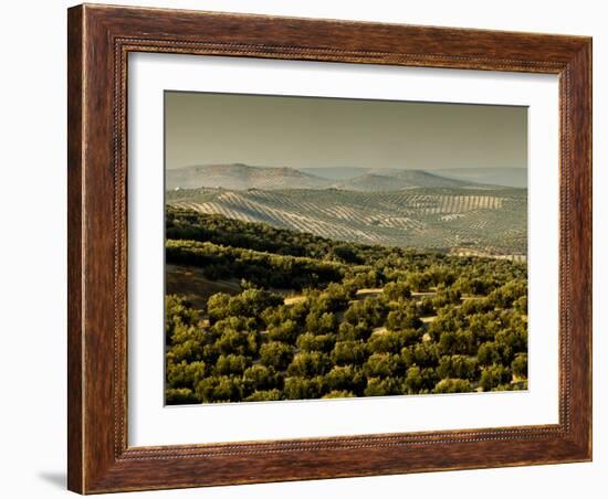 Olive Groves, Zuheros, Near Cordoba, Andalucia, Spain, Europe-Giles Bracher-Framed Photographic Print