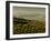 Olive Groves, Zuheros, Near Cordoba, Andalucia, Spain, Europe-Giles Bracher-Framed Photographic Print